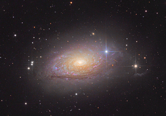 M63 Sunflower