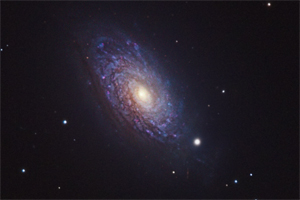 M63 Sunflower